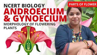 Androecium and Gynoecium  Class 11  NCERT Biology [upl. by Atiuqehc]