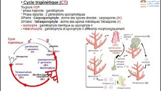 Biologie végétale part 3les cycles de développement des thallophytes chlorophylliens [upl. by Leachim662]