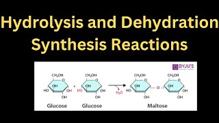 EXPLANATION On Hydrolysis and Dehydration Synthesis Reactions hydrolysis dehydration synthesis [upl. by Anert]