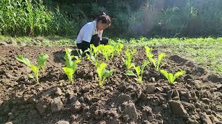 The girl in the garden grows vegetables and makes a trellis for beans to climb [upl. by Alimak]