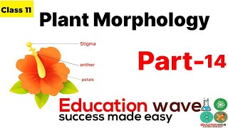 Plant Morphology  Lecture 14  Floral Formula of Liliaceae  Biology Class 11 In Hindi [upl. by Tennek]