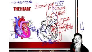 Circulatory System Class 10 l Biology ncert [upl. by Lanford366]