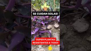 4 Súper PLANTAS Resistentes a TODO ☀️ ❄️ [upl. by Aizan430]