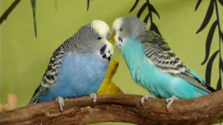 Budgies Singing and Talking to Each Other [upl. by Emad]