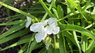 Tradescantia Virginiana Virginia Spiderwort color Varieties 16 [upl. by Sara-Ann]