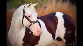 P247 Los grandes caballos y yeguas de Mezcal Quarter Horses [upl. by Ydnak]