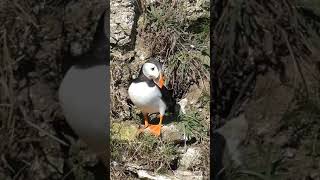 Puffin at Bempton cliffs puffin puffins wildlife nature rspb birds bird uk [upl. by Houlberg]