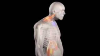 Dr Posture® Intro to the ManubriumLift® [upl. by Polivy]