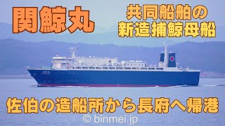 ㊗竣工‼️ 関鯨丸 佐伯の造船所から長府へ帰港 KANGEI MARU  KYODO SENPAKU brand new whaling mother ship [upl. by Justino]