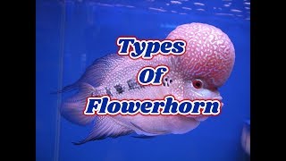 Types Of Flowerhorn fish [upl. by Akirdnwahs]