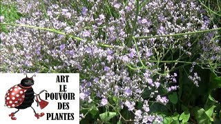 Tuto jardinage Limonium latifolium bleu staticeTaille et entretien Plante vivace [upl. by Atiuqer]