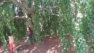 Weeping European Beech Tree at ChateausurMer Newport RI [upl. by Acir]