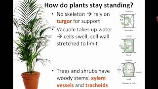 Transport in Plants IB Biology [upl. by Felix]