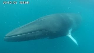 Minke Whales Eye to Eye in the Indian Ocean Off Perth Western Australia [upl. by Ecniv]