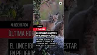 El lince ibérico deja de estar en peligro de extinción [upl. by Atnahs]