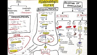 Adrenergic system part 1 biosynthesis and receptors of adrenaline in hindi [upl. by Bolt]