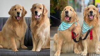 Golden Retrievers Go To Chicago [upl. by Fernandina]