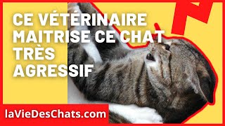 Comment soigner un chat très agressif  A voir dans le nouveau Test [upl. by Nevanod]