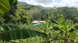 Venta de Finca de 21 Tareas Agrícola Ecológica y Montañosa en Cambita San Cristóbal República en RD [upl. by Harle]