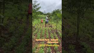 Agarwood Plantation Success Unlocking Profits in Oud Farming🤑 agarwood herbalgarden orientale [upl. by Alissa]