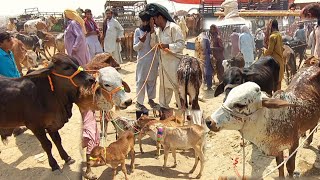 Zero Size Sahiwal Cholistani Bachra Price In Madrassa Mandi  Bachra Farming  Cattle Market Update [upl. by Standley509]