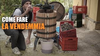 COME FARE la VENDEMMIA [upl. by Nelubez496]