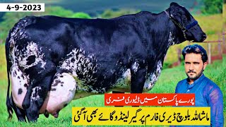 Girlando Cow For Sale In Pakistan  Baloch Dairy Farm  Cow Farm  Pk Janwar Mandi [upl. by Adnolat]