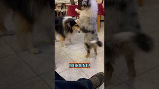 Quando si dice METTERE i PIEDI in TESTA😂 cani dog animali funny puppy [upl. by Sileas]