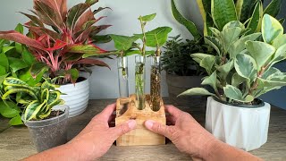 I do this every time I propagate my Fiddle Leaf Figs  Ficus Lyrata [upl. by Lark]