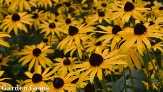 Blackeyed susan Rudbeckia fulgida Goldstrum [upl. by Adehsar558]