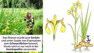 Gelbe oder SumpfSchwertlilie Iris pseudacorus [upl. by Leanora]