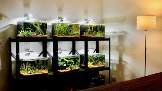 Feeding All My Betta Fish  Compilation For Betta Lovers [upl. by Anifad420]