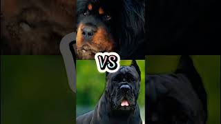 MASTIFF VS CANE CORSO DOG [upl. by Doran]