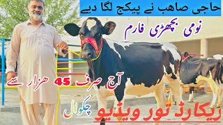 Heifers for sale in chakwal  Samenated heifers  Top class Top quality heifers for sale [upl. by Farwell]