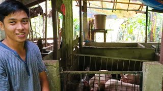 SUCCESS SA PIGGERY BUSINESS  NAGSIMULA SA MALIIT LUMAKI AT LUMAGO ANG NEGOSYONG BABUYAN [upl. by Ardekal836]