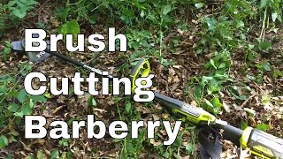 Ryobi 40 volt Brush Cutter Easily Takes Out Barberry and Wild Rose [upl. by Kenn49]