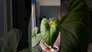 HUGE Anthurium Regale x Luxurians new leaf plants [upl. by Ynabla]