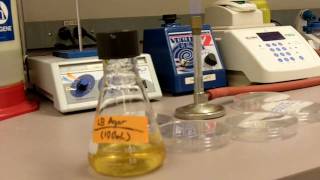 How to Pour Agar Plates [upl. by Georgy598]