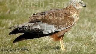 Owls and Birds of Prey in the United Kingdom [upl. by Anila]