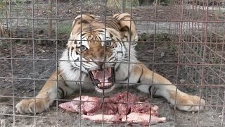 Feeding Time With The June Birthday Big Cats [upl. by Duff824]