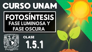 🌱 FOTOSÍNTESIS  Fase luminosa y fase oscura  EXAMEN UNAM  Importancia de la fotosíntesis [upl. by Noryahs198]