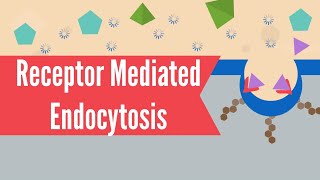 Receptor Mediated Endocytosis [upl. by Suryc435]