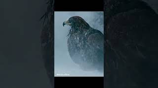 The 🦅 eagle so unixpected wildanimal trend bird savebird [upl. by Ultima]