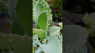 My TERES GARDAN SE MIRCHI HARWESTIN shortvideo 🌶️🌶️wairalvideominivlogshorts  My TERES GARDAN [upl. by Ardnosal271]