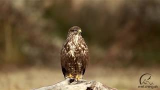 Buteo buteo myšiak lesný  Common buzzard [upl. by Allisurd]