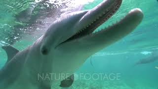 Bottlenose Dolphins Tursiops Truncatus Echolocate On The Camera Then Swim Away [upl. by Shwalb435]