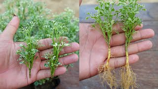 How to grow Aralia plant  Aralia plant propagation [upl. by Pren]