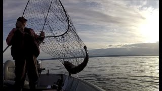 First Lingcod of quotSeason 2024quot One bait one Lingcod [upl. by Mirna]