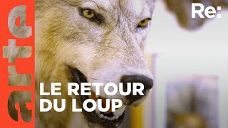 Le loup un animal qui dérange   ARTE Regards [upl. by Atarman]