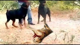 Rottweilers Attack and Kill a Dog in Front of Poor Owners Eyes [upl. by Francoise]